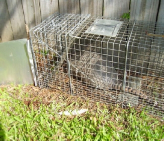 Armadillo trapper Harvey LA New Orleans Louisiana